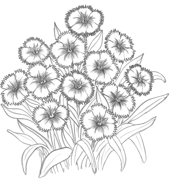 ▲撫子の花