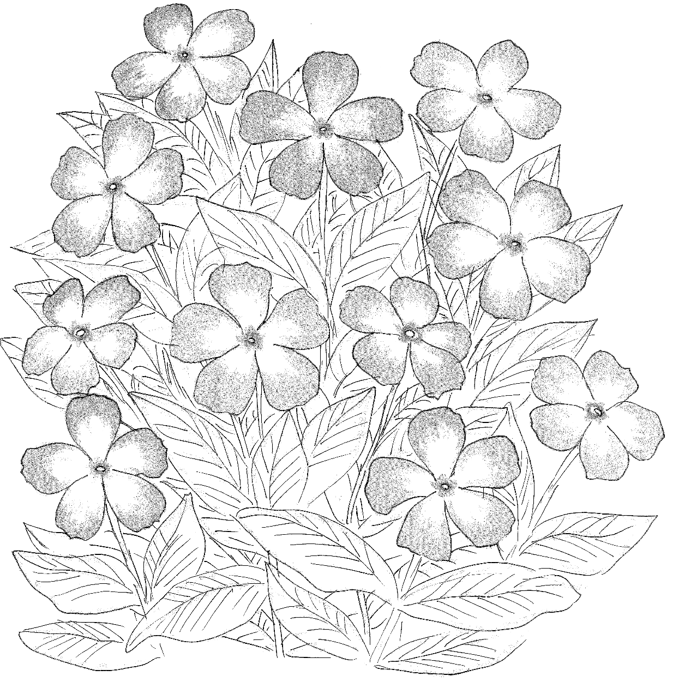 ▲ニチニチソウのイラスト
